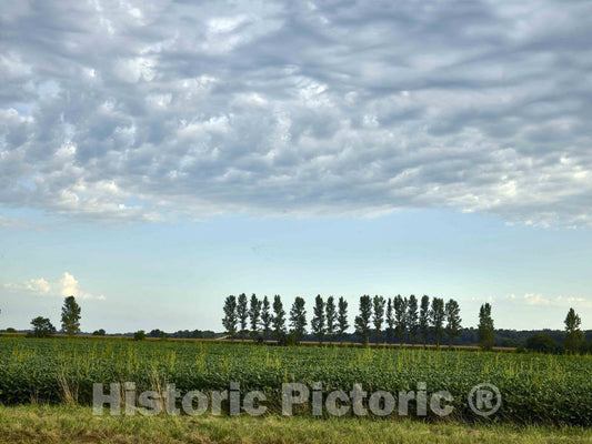 Photo - A Row of Trees Breaks The Monotony of The Horizon Beyond a Soybean Field in Franklin County, Iowa- Fine Art Photo Reporduction