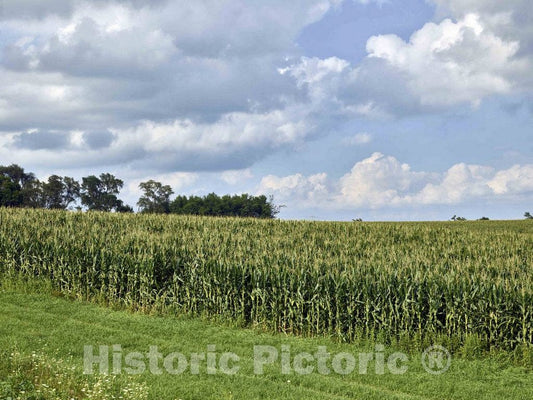 Photo - Cornfield in Johnson County, Iowa- Fine Art Photo Reporduction