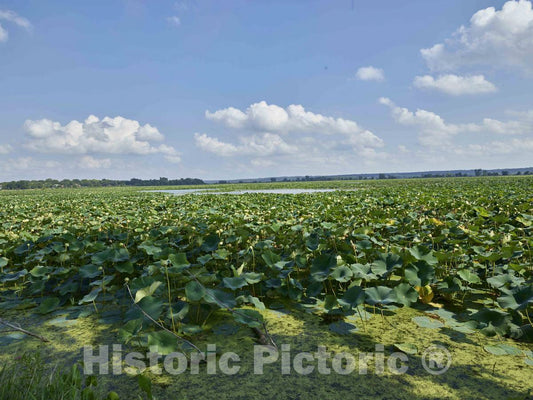 Photo - A veritable sea of Lily Pads Between Amana and Middle Amana, Two of The Amana Colonies, Seven Villages in Iowa County, Iowa- Fine Art Photo Reporduction