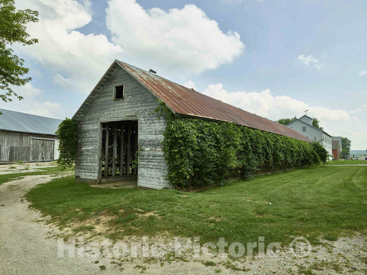 Photo - Ivy-covered barn in the Amana Colonies, seven villages in Iowa County, Iowa- Fine Art Photo Reporduction