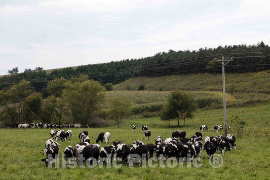 Photo- Dairy Cows in a Field in Tremealeau County, Wisconsin 1 Fine Art Photo Reproduction