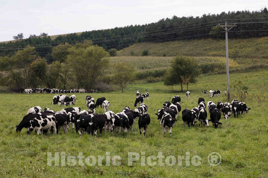 Photo- Dairy cows in a field in Tremealeau County, Wisconsin 2 Fine Art Photo Reproduction