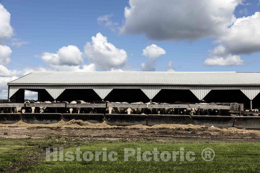 Photo - Dairy Cows Feed at Evert Farm, Near Marxville in Dane County, Wisconsin.- Fine Art Photo Reporduction