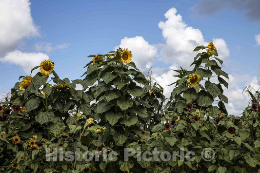 Photo - A Sunflower Patch Near Marxville in Dane County, Wisconsin- Fine Art Photo Reporduction