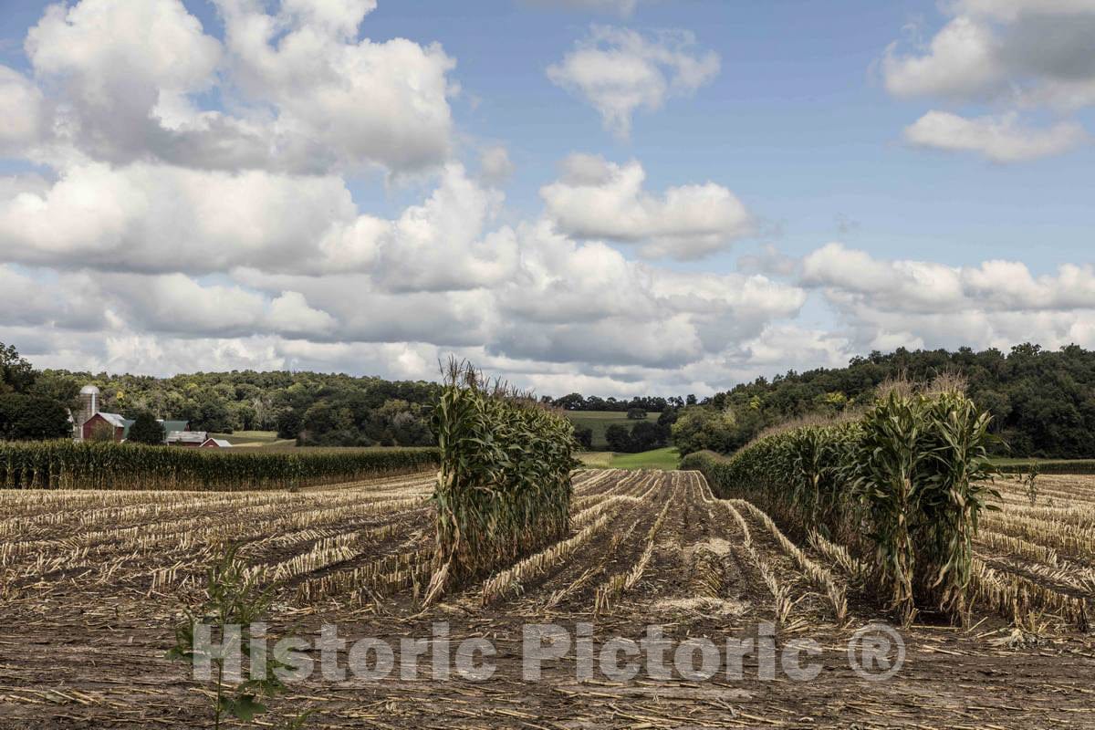 Photo- This Dane County, Wisconsin's, farmer's corn harvest has begun, with a few notable exceptions 2 Fine Art Photo Reproduction