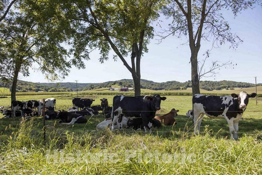 Photo - Dairy Cows Catch Some Shade Near Bangor in La Crosse County, Wisconsin- Fine Art Photo Reporduction