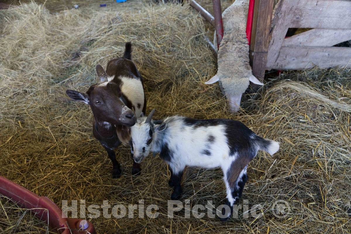Photo- Family Goats Extra Special, Left, and Emmit, and a Curious but Unnamed Sheep, at The Dunnum Family's Top of The Town Dairy Farm Near Westby in Vernon County, Wisconsin