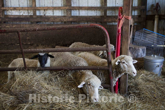 Photo - Four Sheep at The Dunnum Family's Top of The Town Dairy Farm Near Westby in Vernon County, Wisconsin- Fine Art Photo Reporduction