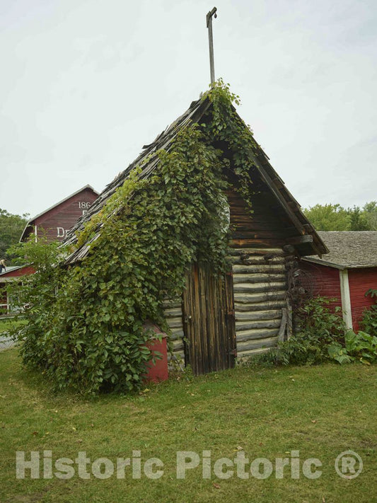 Photo- Vine-covered auxilliary building at Dells Mill, a gristmill built on Bridge Creek in 1864 that operated until 1968 in the Eau Claire County, Wisconsin, town of Augusta