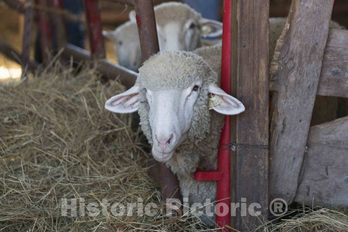 Photo - Sheep at The Dunnum Family's Top of The Town Dairy Farm Near Westby in Vernon County, Wisconsin- Fine Art Photo Reporduction