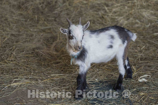 Photo - A Young Goat, Named Emmit, at The Dunnum Family's Top of The Town Dairy Farm Near Westby in Vernon County, Wisconsin- Fine Art Photo Reporduction