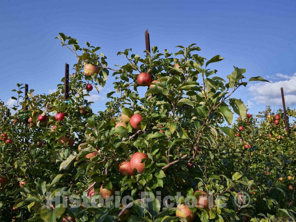 Photo - Apple Trees in The Many Orchards Above Gays Mills, Wisconsin, are not The Variety You Think of When You Hear The Don't Sit Under The Apple Tree Song