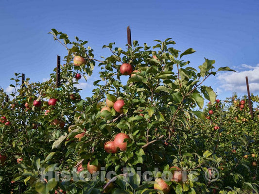 Photo - Apple Trees in The Many Orchards Above Gays Mills, Wisconsin, are not The Variety You Think of When You Hear The Don't Sit Under The Apple Tree Song