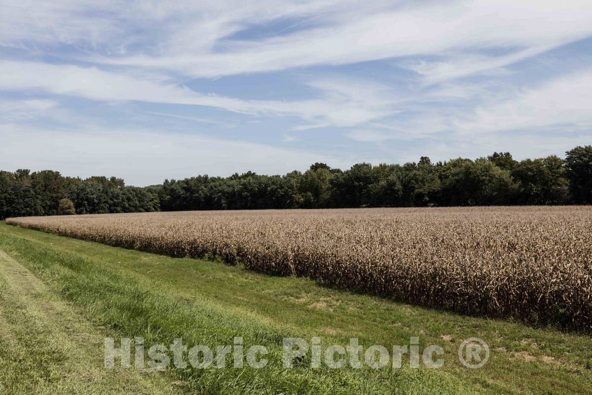 Photo - A Field of Corn in Late Summer, Dried and Ready for Harvest Near West Lafayette in Tippecanoe County, Indiana- Fine Art Photo Reporduction