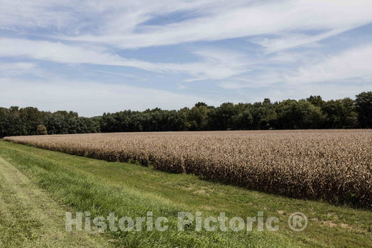Photo - A Field of Corn in Late Summer, Dried and Ready for Harvest Near West Lafayette in Tippecanoe County, Indiana- Fine Art Photo Reporduction