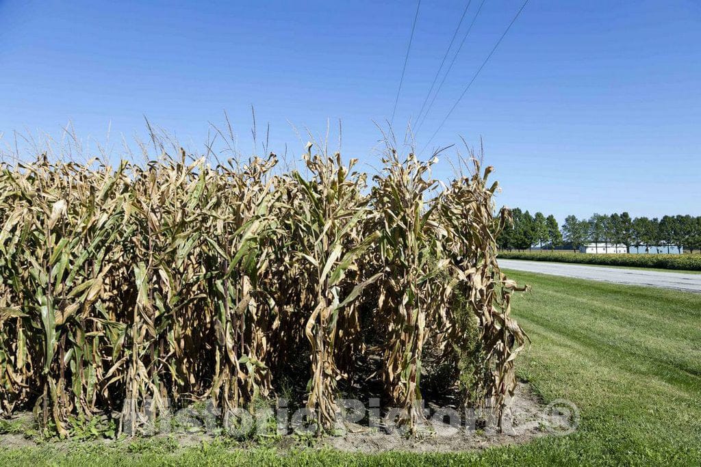 Photo - Corn Rows Ready for harvesting in Late Summer in Carroll County, Indiana- Fine Art Photo Reporduction