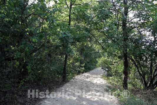 Photo- The Last Few feet of The Path from high, wooded Campsites Down to The Dunes at Indiana Dunes State Park, encompassing 2,182 Acres of Beaches, Sand Dunes 1 Fine Art Photo