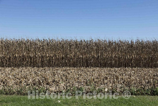 Photo - Harvesting of this cornfield has already begun near the Hendricks County, Indiana, town of Maplewood- Fine Art Photo Reporduction