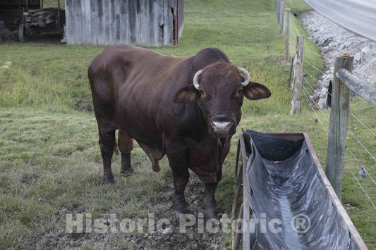 Photo - A Bull with Bison-Like Horns Checks Out a Mostly Empty Drinking Trough in Rural Morgan County, Indiana- Fine Art Photo Reporduction