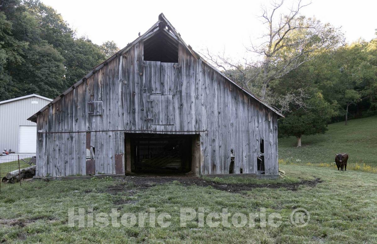 Photo - A bull accents this rural scene in Morgan County, Indiana, near Martinsville- Fine Art Photo Reporduction