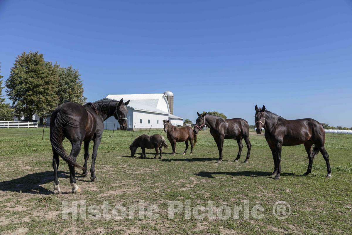 Photo - Horses and a Shetland Pony on an Amish Farm, evident from The Absence of Electric Wires on The Property, in Elkhart County, Indiana, Near The Town of Middlebury