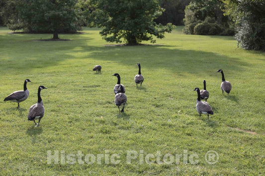 Photo - Geese Rule The Lawn, if not The Roost, in South Bend, Indiana's St. Patrick's Park- Fine Art Photo Reporduction