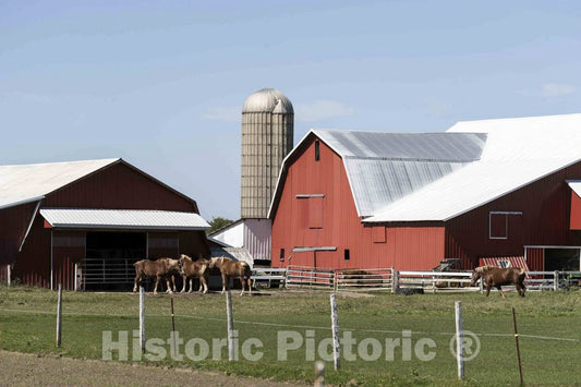 Photo - Draft Horses Enjoy Some Pasture time on an Amish Farm Near The Settlement of Emma in LaGrange County, Indiana- Fine Art Photo Reporduction