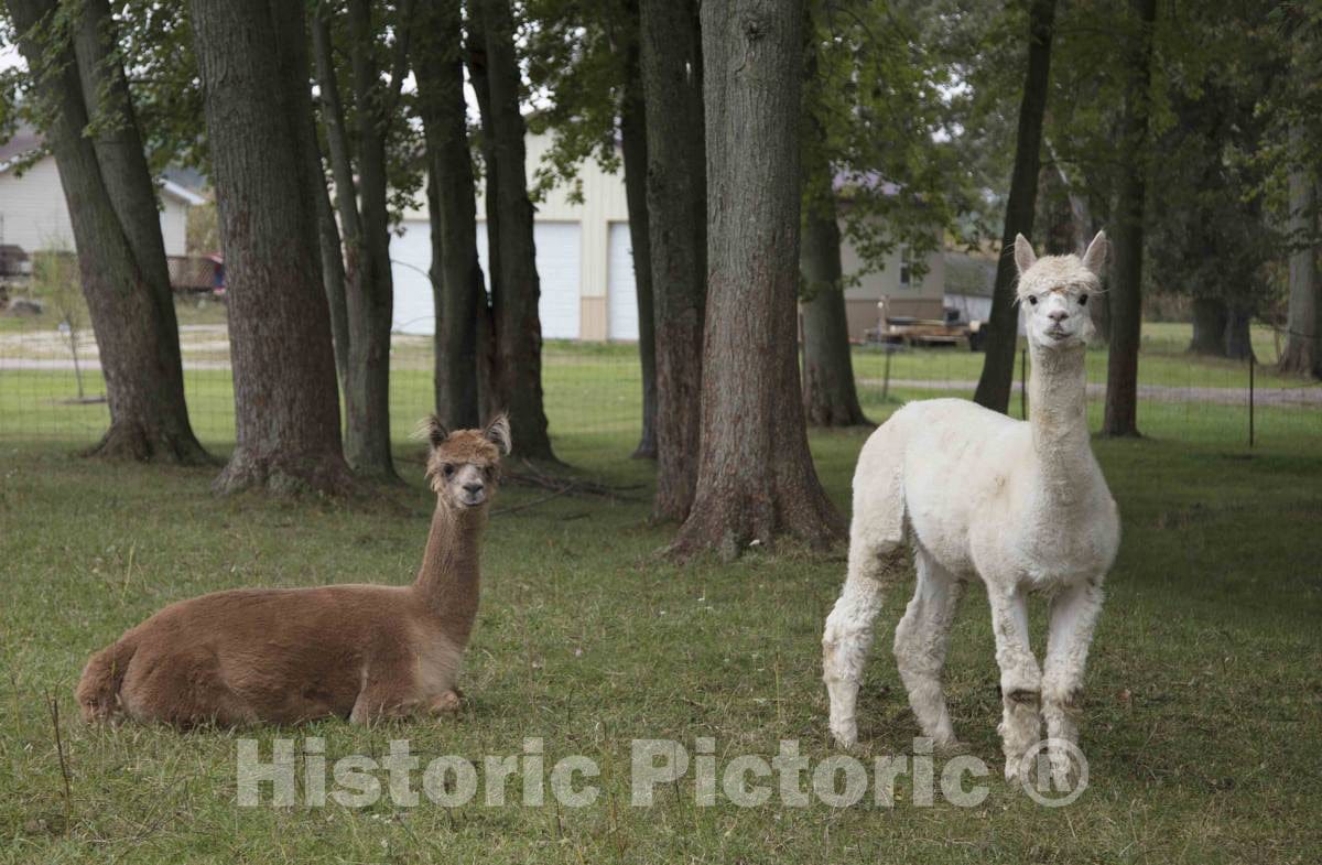 Photo - Llamas peer at a passerby from their copse on a farm near Plato in LaGrange County, Indiana- Fine Art Photo Reporduction
