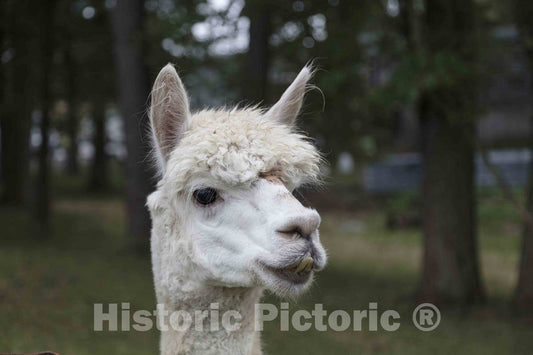 Photo - A Llama Peers at a passerby from its Copse on a Farm Near Plato in LaGrange County, Indiana- Fine Art Photo Reporduction