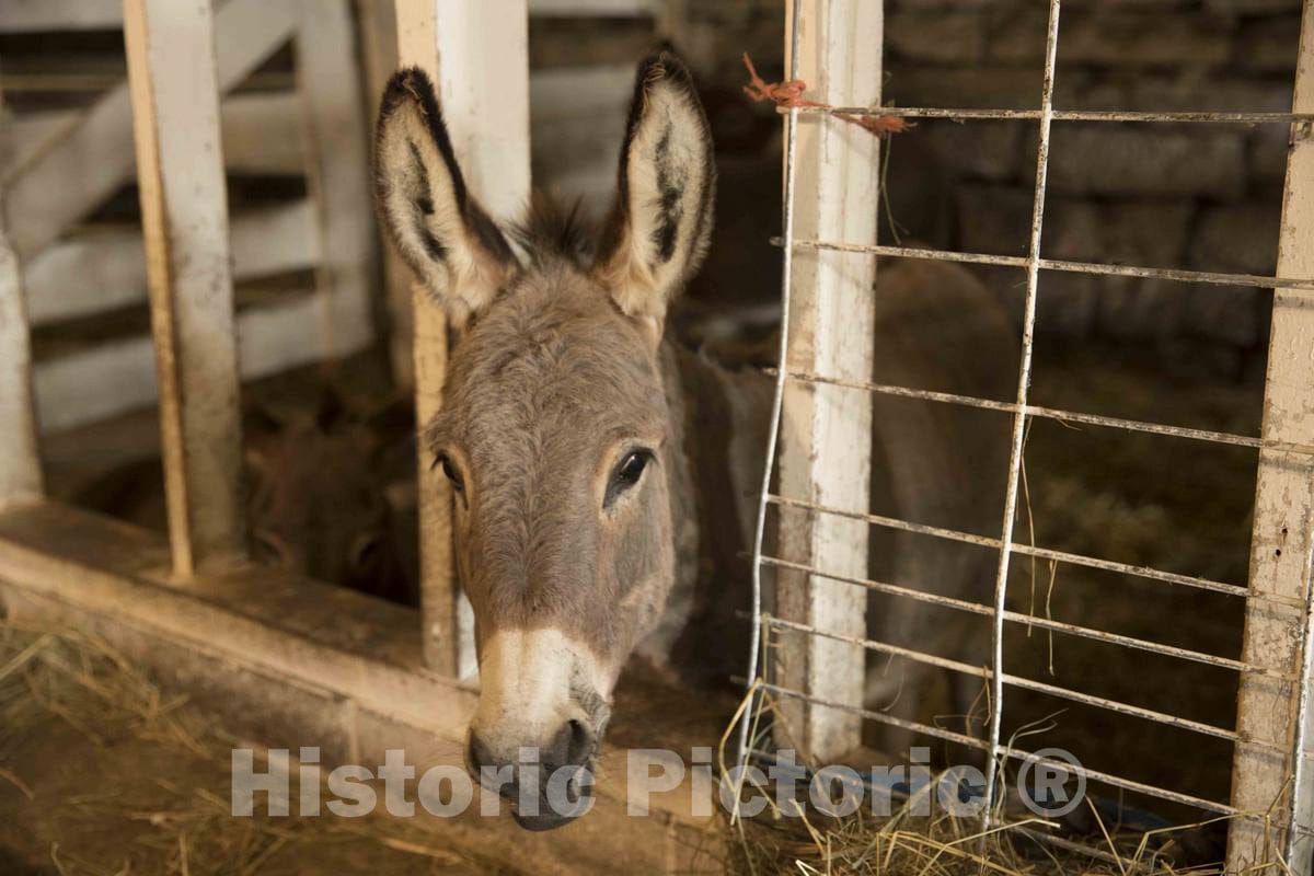Photo - Donkey at Yoder's Amish Home, an Authentic Amish Farm That Began Accepting Visitors in 1983 Near Walnut Creek in Central Ohio, Along The Amish Country Byway