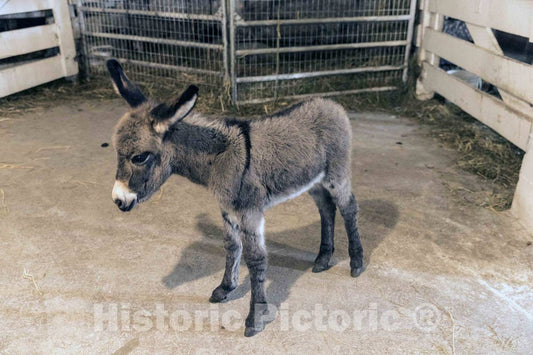 Photo- Miniature Donkey at Yoder's Amish Home, an Authentic Amish Farm That Began Accepting Visitors in 1983 Near Walnut Creek in Central Ohio, Along The Amish Country Byway