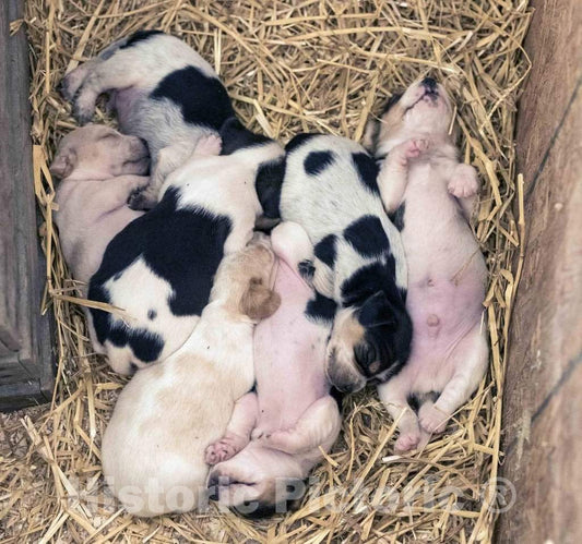 Photo- Piglets at Yoder's Amish Home, an Authentic Amish Farm That Began Accepting Visitors in 1983 Near Walnut Creek in Central Ohio, Along The Amish Country Byway 1
