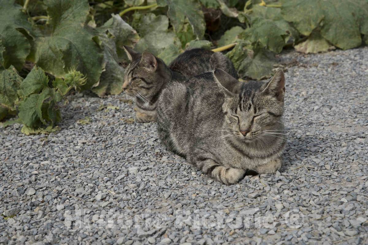 Photo- Contented Cats at Yoder's Amish Home, an Authentic Amish Farm That Began Accepting Visitors in 1983 Near Walnut Creek in Central Ohio, Along The Amish Country Byway