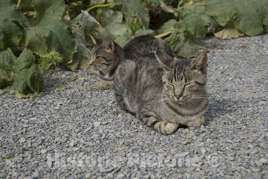 Photo- Contented Cats at Yoder's Amish Home, an Authentic Amish Farm That Began Accepting Visitors in 1983 Near Walnut Creek in Central Ohio, Along The Amish Country Byway