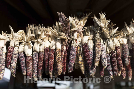 Photo - Decorative Ears of Dried Corn at Hershberger's Farm and Bakery, a greatly expanded Produce Stand Near The Town of Berlin in Central Ohio's Amish Country