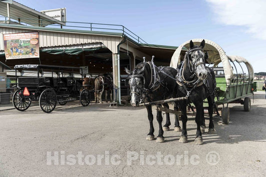 Photo - Large, Horse-Drawn Wagons, Including one (Right) That Carries Visitors into a Pumpkin Patch at Hershberger's Farm and Bakery- Fine Art Photo Reporduction