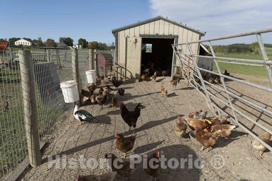 Photo- Chickens, and What May be an interloping Duck, at Hershberger's Farm and Bakery, a greatly expanded Produce Stand Near The Town of Berlin in Central Ohio's Amish Country