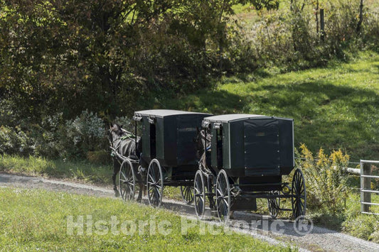 Photo - Amish Horses, Buggies, and Their Riders Clip-clop Down a Country Road in Holmes County, Ohio, Near Walnut Creek- Fine Art Photo Reporduction