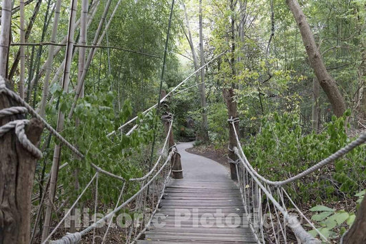 Photo - Rope and Plank Footbridge at The Cincinnati Zoo and Botanical Garden, America's Second-Oldest Zoo, in Cincinnati, Ohio- Fine Art Photo Reporduction