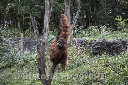 Photo- an Orangutan cavorts at The Cincinnati Zoo and Botanical Garden, America's Second-Oldest Zoo, in Cincinnati, Ohio 1 Fine Art Photo Reproduction