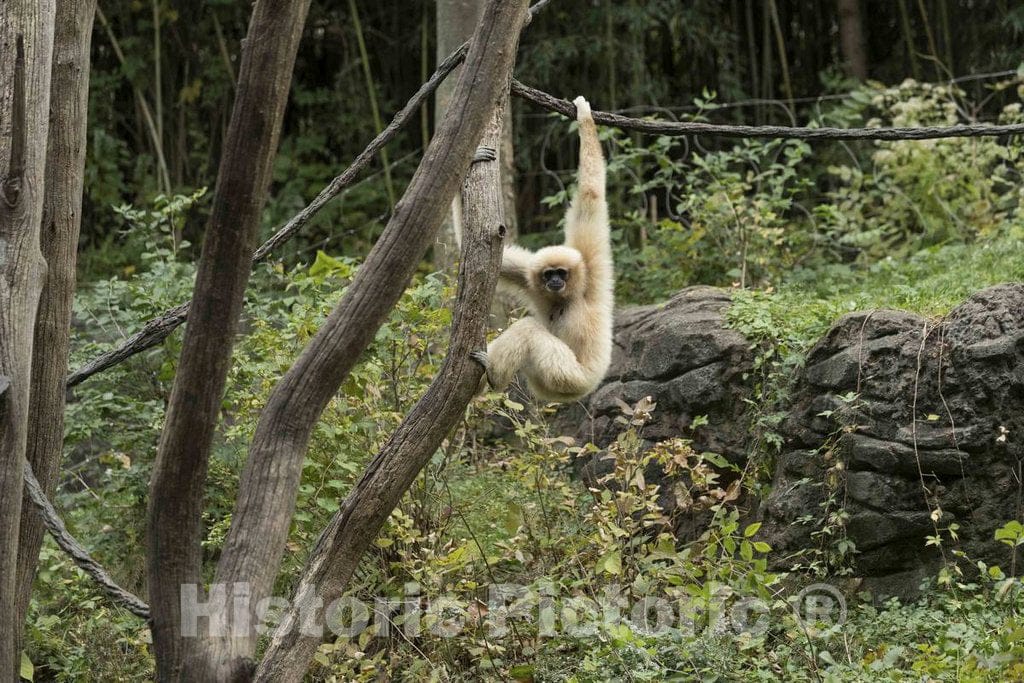 Photo - A monkey cavorts at the Cincinnati Zoo and Botanical Garden, America's second-oldest zoo, in Cincinnati, Ohio- Fine Art Photo Reporduction