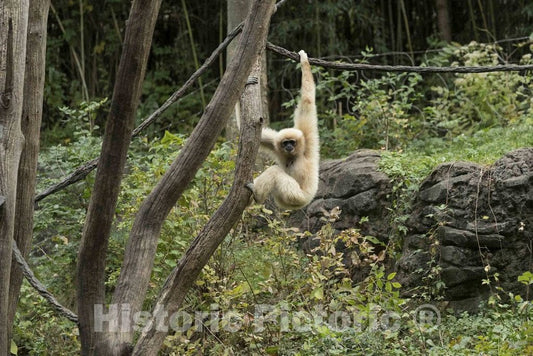 Photo - A monkey cavorts at the Cincinnati Zoo and Botanical Garden, America's second-oldest zoo, in Cincinnati, Ohio- Fine Art Photo Reporduction