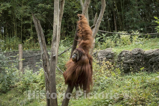 Photo- an Orangutan cavorts at The Cincinnati Zoo and Botanical Garden, America's Second-Oldest Zoo, in Cincinnati, Ohio 2 Fine Art Photo Reproduction