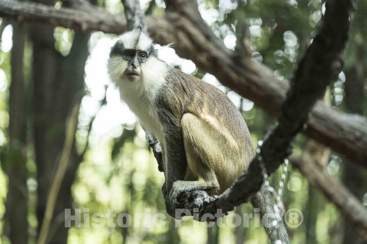 Photo - A Monkey Pauses Between chatterings at The Cincinnati Zoo and Botanical Garden, America's Second-Oldest Zoo, in Cincinnati, Ohio- Fine Art Photo Reporduction