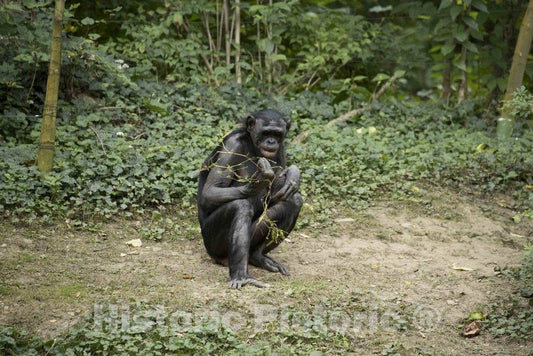 Photo - A Chimpanzee Does Some Weeding at The Cincinnati Zoo and Botanical Garden, America's Second-Oldest Zoo, in Cincinnati, Ohio- Fine Art Photo Reporduction