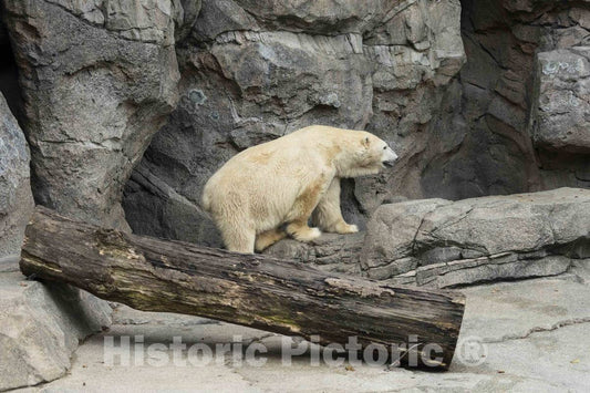 Photo- A Polar Bear explores at The Cincinnati Zoo and Botanical Garden, America's Second-Oldest Zoo, in Cincinnati, Ohio 1 Fine Art Photo Reproduction