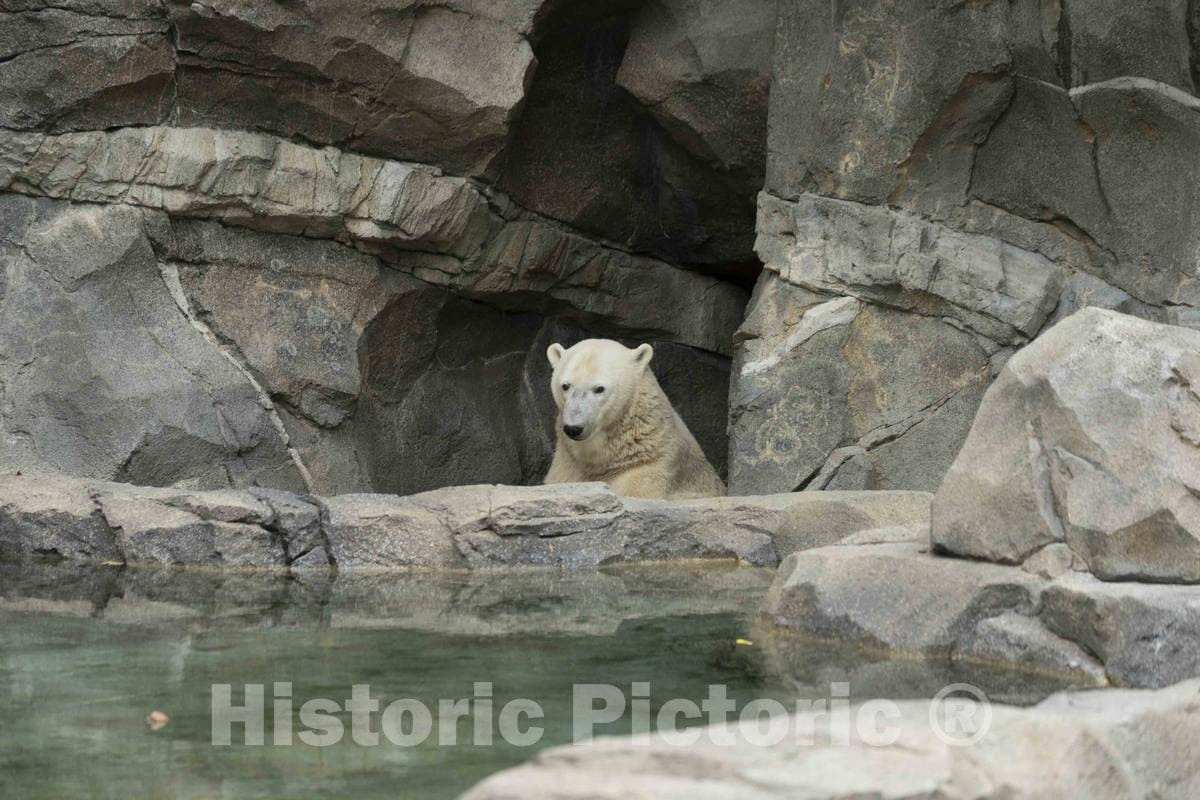 Photo- A Polar Bear explores at The Cincinnati Zoo and Botanical Garden, America's Second-Oldest Zoo, in Cincinnati, Ohio 2 Fine Art Photo Reproduction
