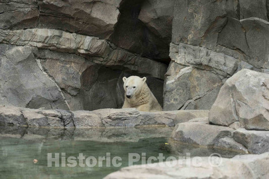 Photo- A Polar Bear explores at The Cincinnati Zoo and Botanical Garden, America's Second-Oldest Zoo, in Cincinnati, Ohio 2 Fine Art Photo Reproduction