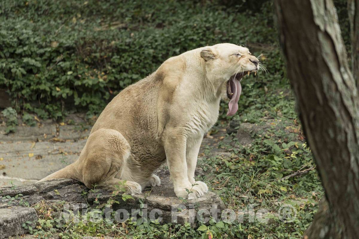 Photo- A White Lion, or Lioness in This case, is one of The prized Animals at The Cincinnati Zoo and Botanical Garden, America's Second-Oldest Zoo, in Cincinnati, Ohio 1