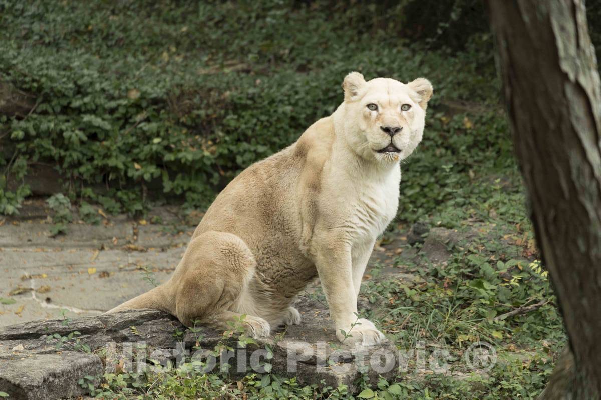 Photo- A White Lion, or Lioness in This case, is one of The prized Animals at The Cincinnati Zoo and Botanical Garden, America's Second-Oldest Zoo, in Cincinnati, Ohio 2